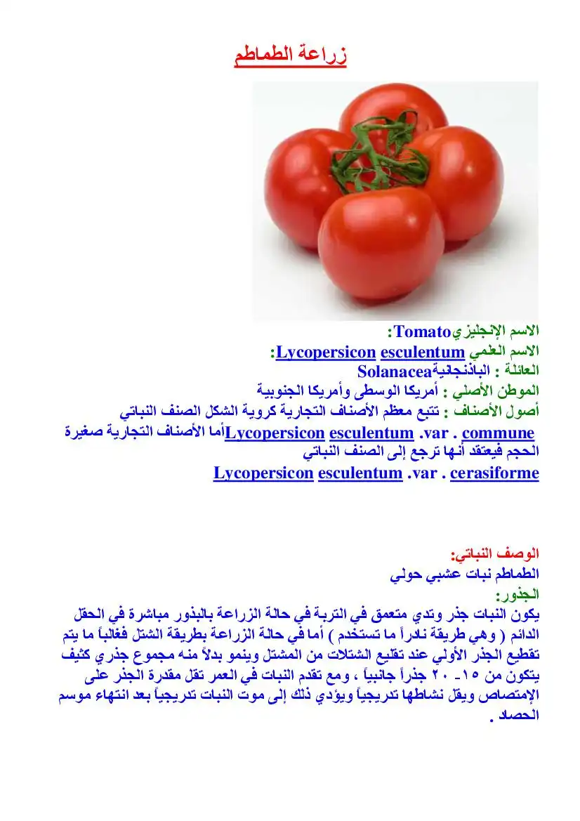 زراعة الطماطم