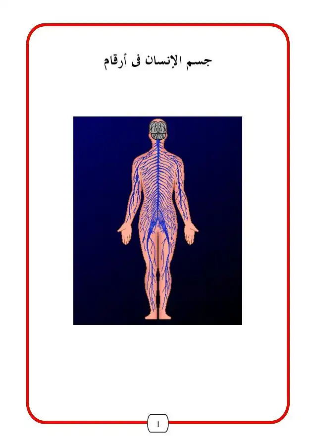 جسم الإنسان في أرقام -